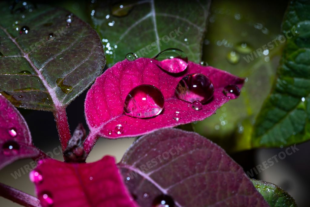 Water droplets on pink leaves after rain in garden in Australia