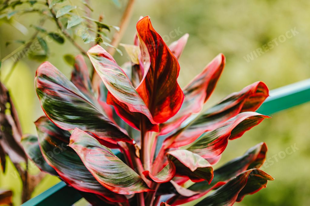 Beautiful reddish leaves of a palm lily growing outdoors, Uvita, Costa Rica