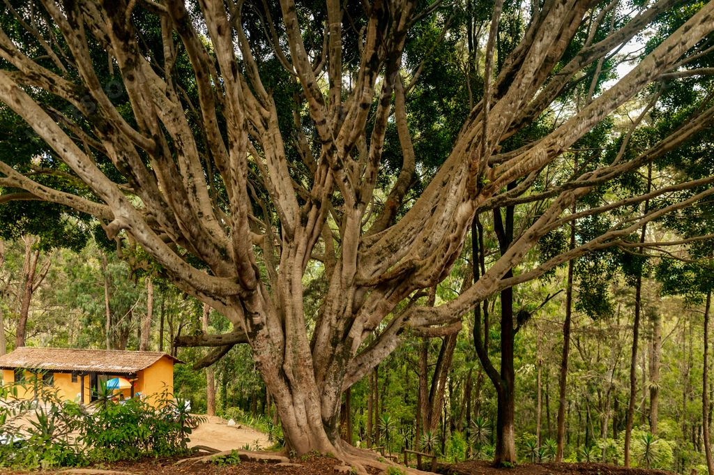 The Great Banyan tree in the forest with a nearby small house in Guatemala
