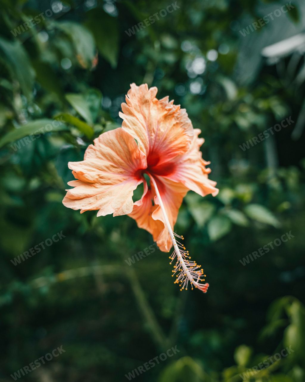 A close-up shot of a Hibiscus flower grown in the garden in Punta Mona, Costa Rica, Central America