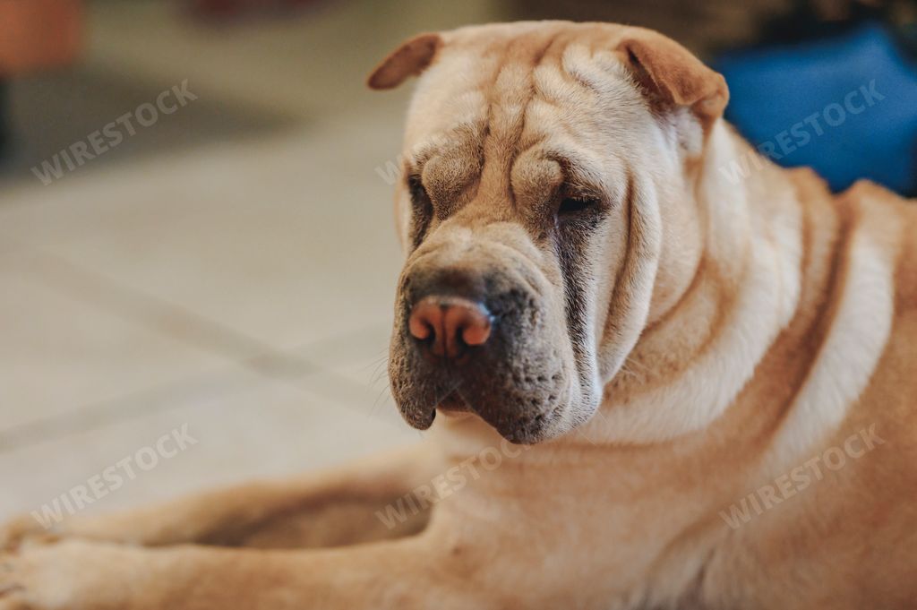 A cute shar pei dog on a ground in the room