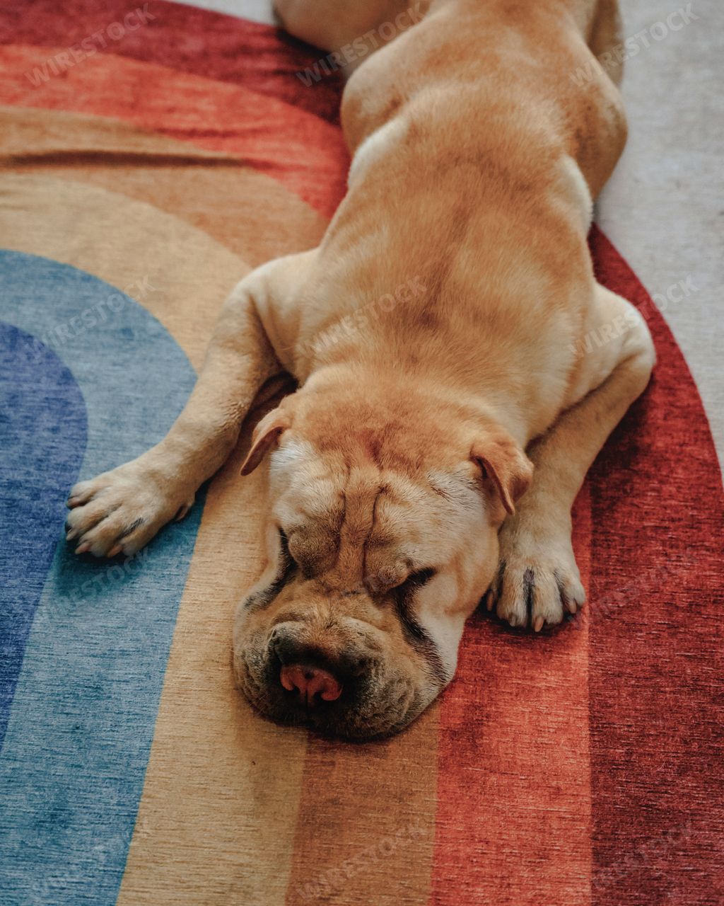 A cute shar pei dog on a ground in the room