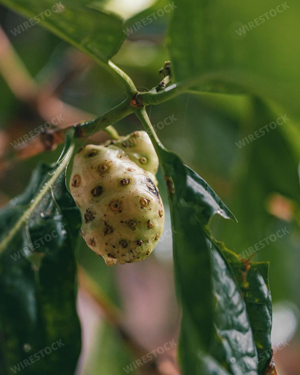 A closeup of noni fruit on a tree