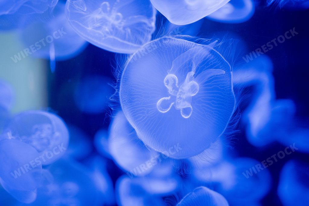 A closeup shot of blue neon jellyfish underwater with a blurred background