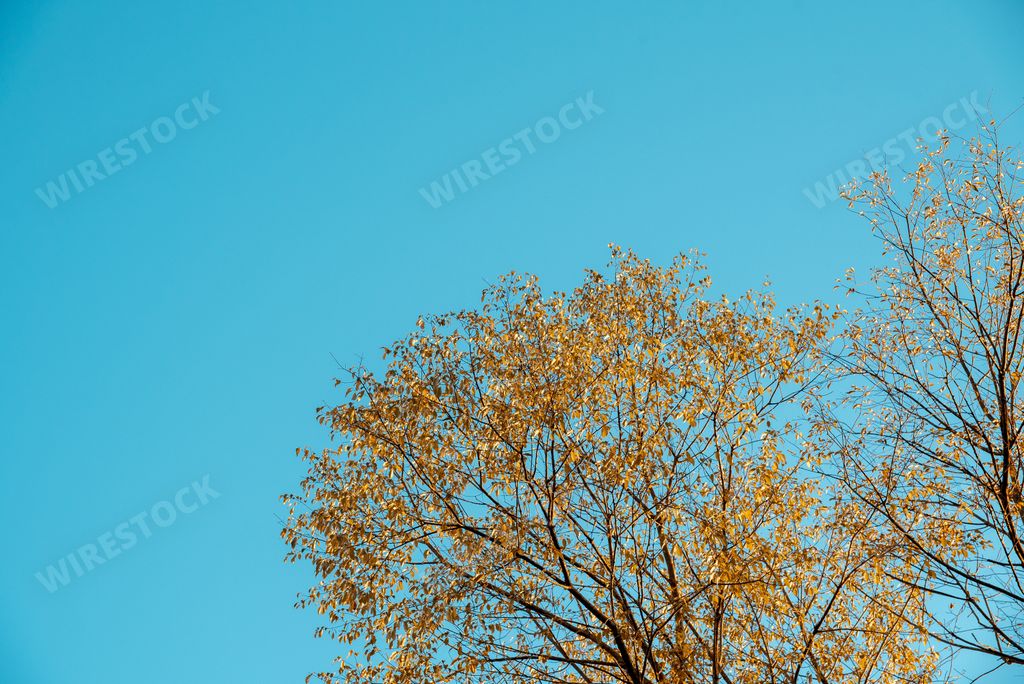 A low angle shot of yellow leafed trees with a blue sky in the background