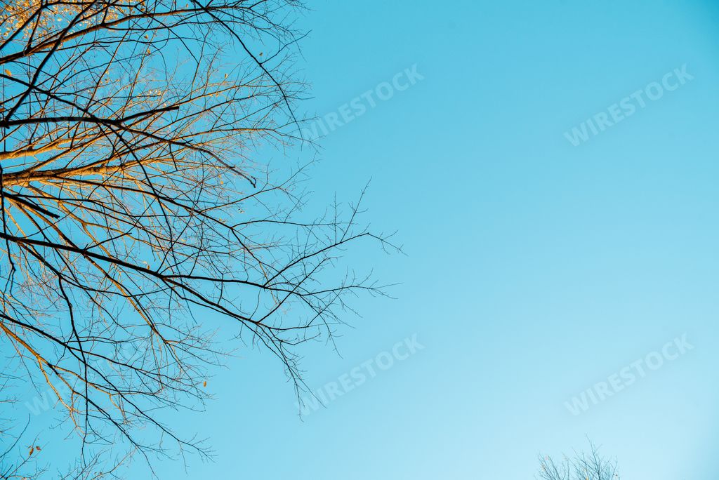 A low angle shot of tree branches with a clear blue sky in the background