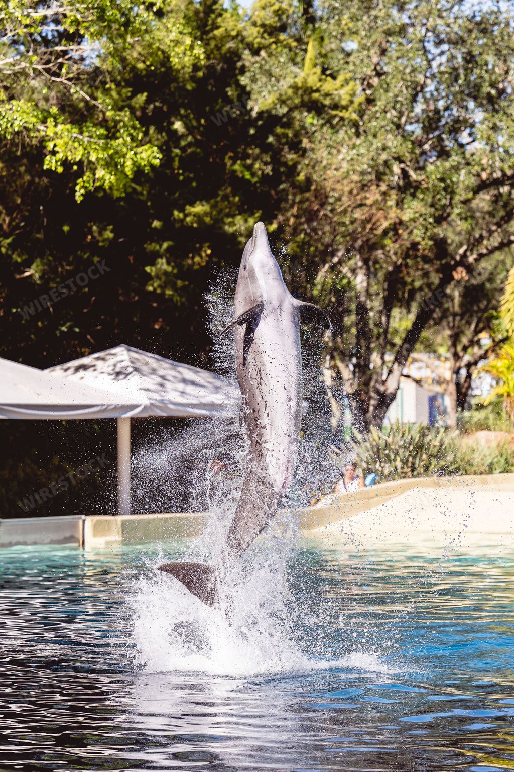 A vertical shot of trained dolphins doing tricks at a zoo