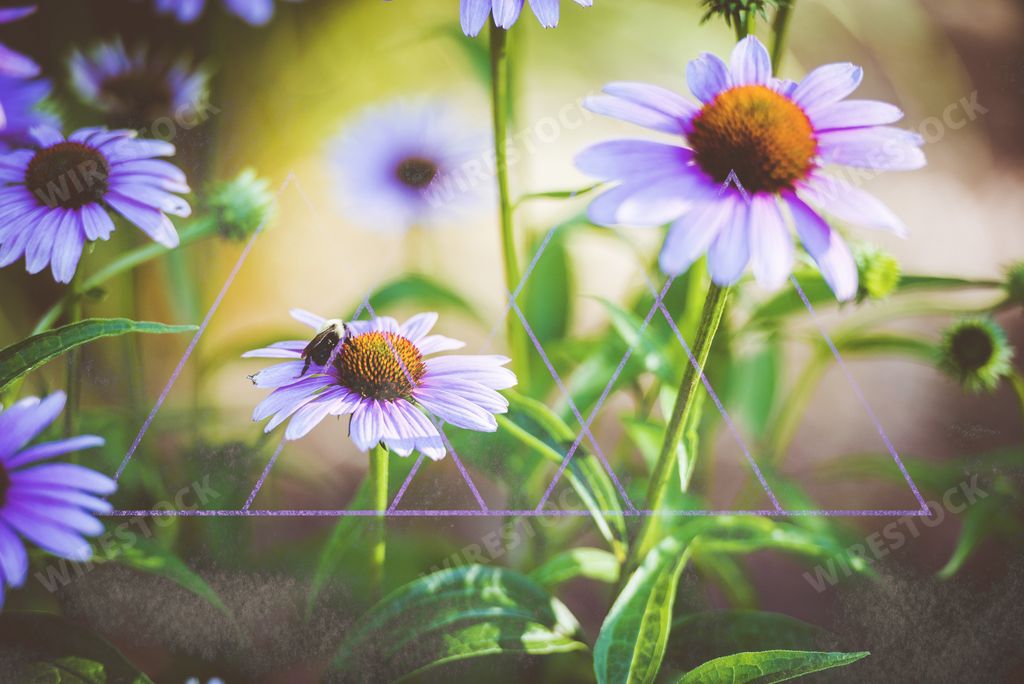 A close shot of a bee on daisy flowers with a cool effect
