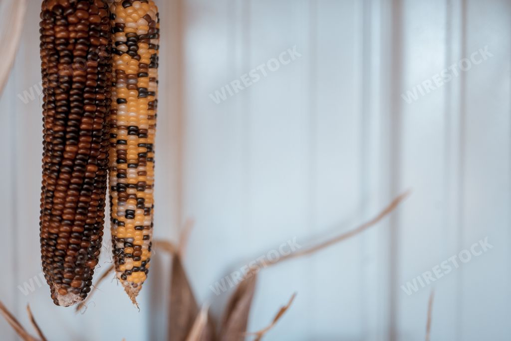 A closeup shot of different types of corn with a blurred background