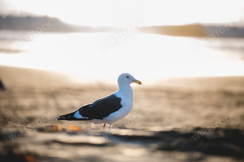 A seagull standing on the sand of the beach