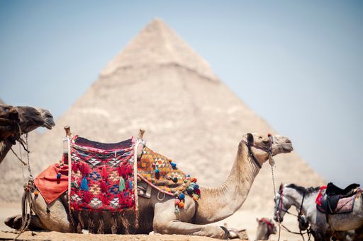 Colorfully saddled camels waiting for tourist riders in front of the ...