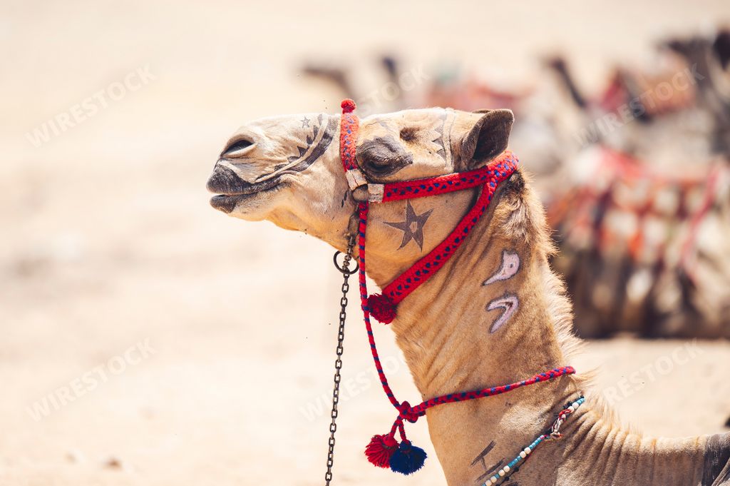 A closeup of a colorfully saddled camel in a sandy desert