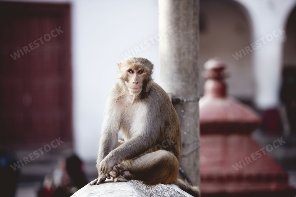 A closeup shot of monkey sitting and looking at the camera with a blurred background