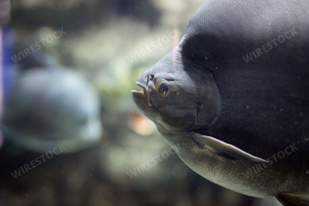 A closeup shot of fish underwater with a blurred background