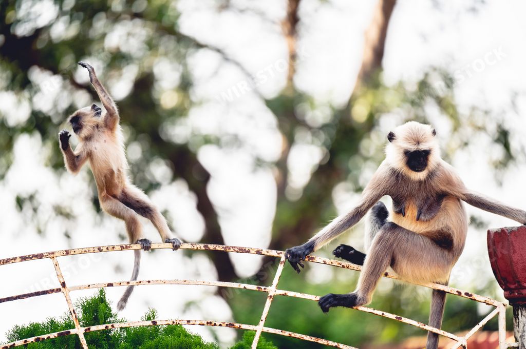 The Southern plains gray langur (Semnopithecus dussumieri) monkeys jumping on a metallic fence
