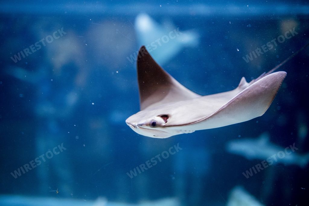 A closeup shot of a skate fish underwater with a blurred background