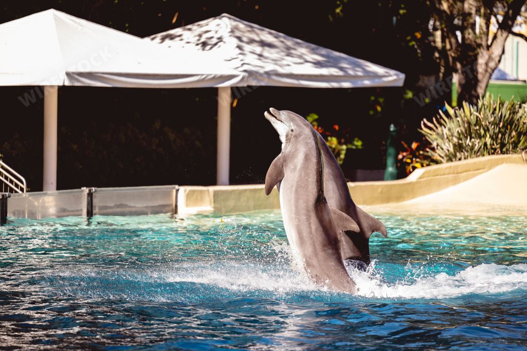 A beautiful shot of a dolphin jumping out of the water at Seaworld in Orlando, Florida