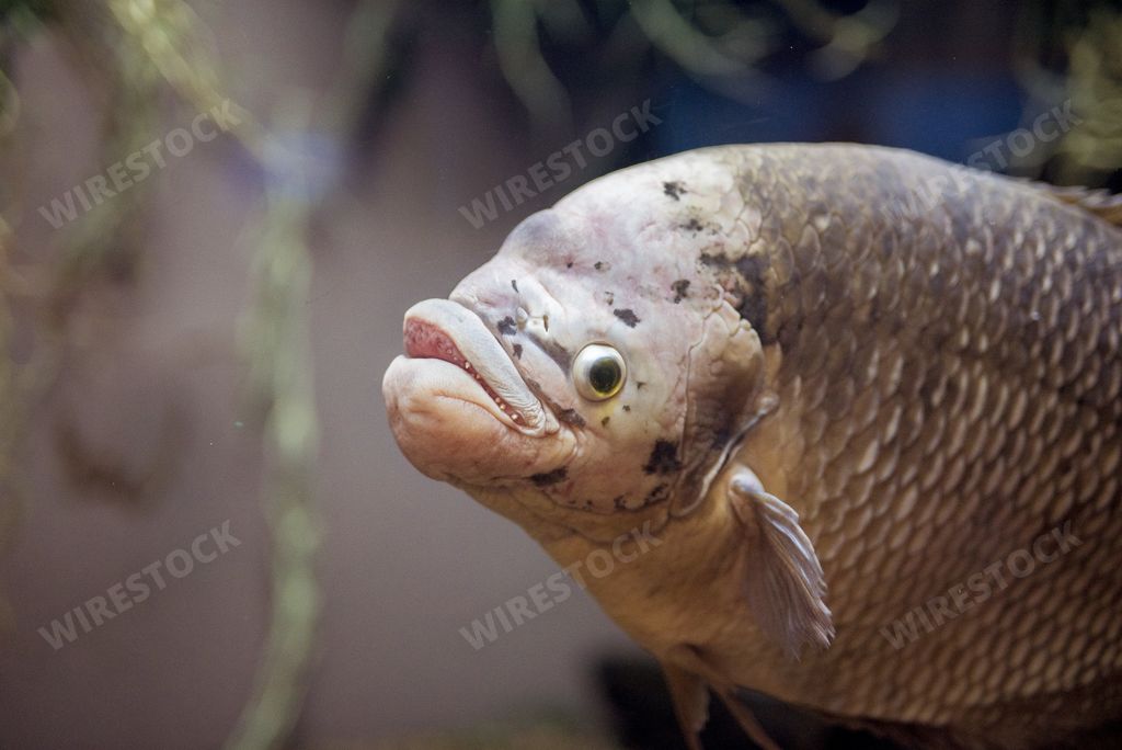 A closeup shot of a carp fish underwater with a blurred background