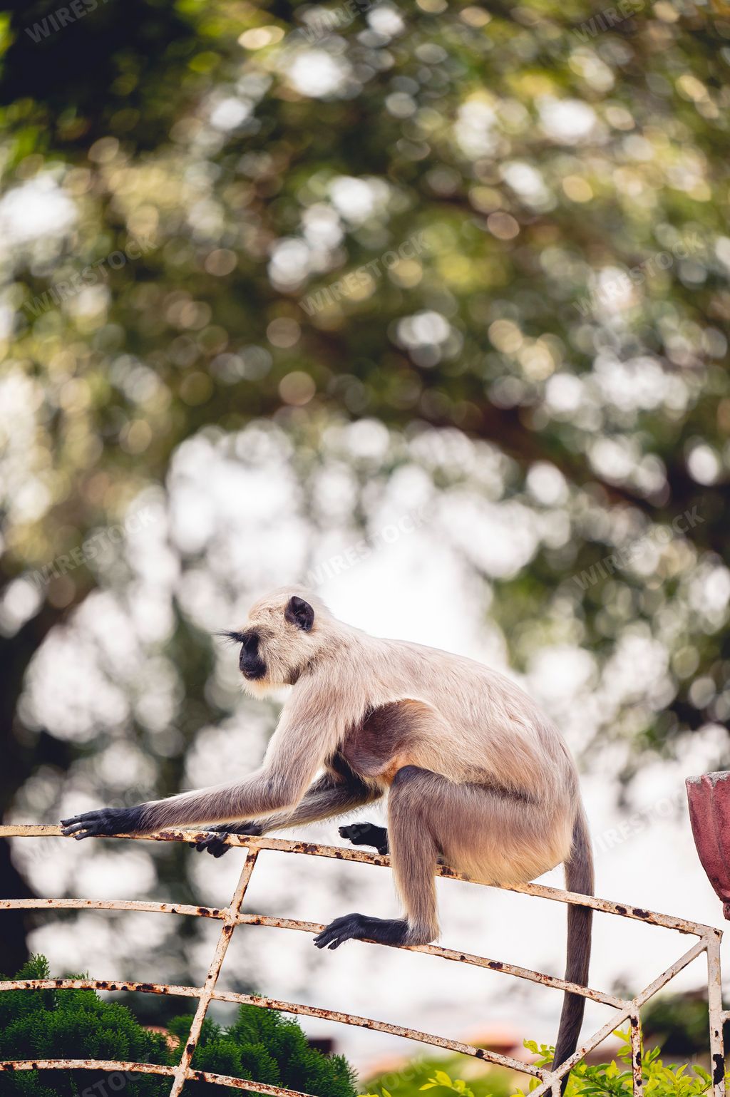 A vertical shot of a Southern plains gray langur (Semnopithecus dussumieri) monkey sitting on a metallic fence