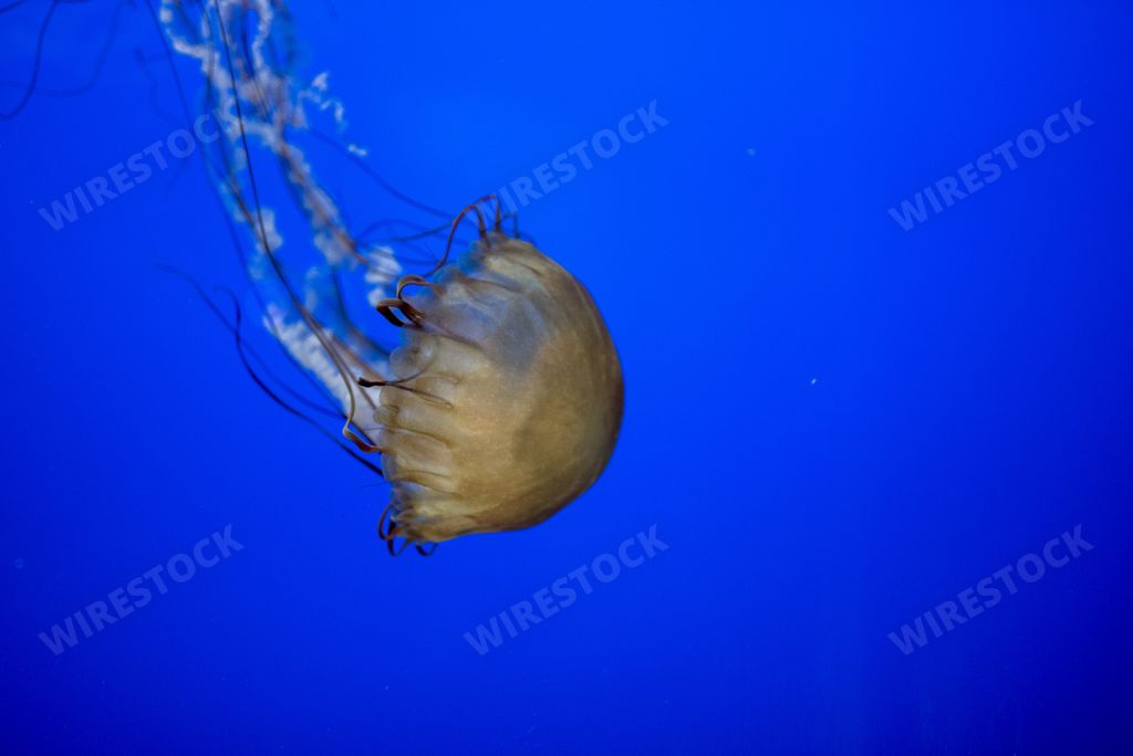 A closeup shot fo a beautiful jellyfish underwater with a blue background
