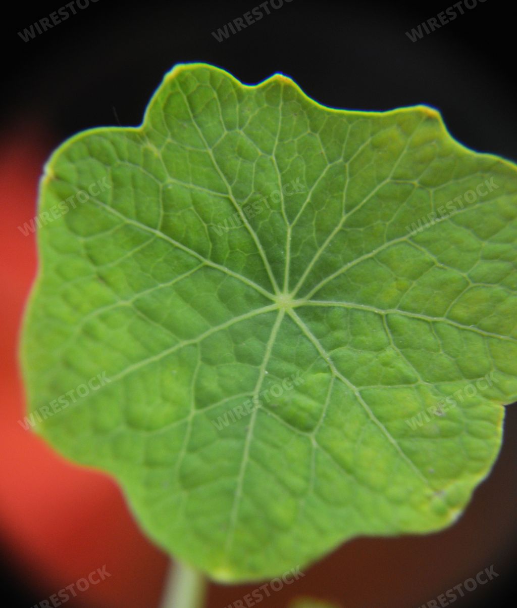 A vertical shot of nasturtium leaves against a blurred background
