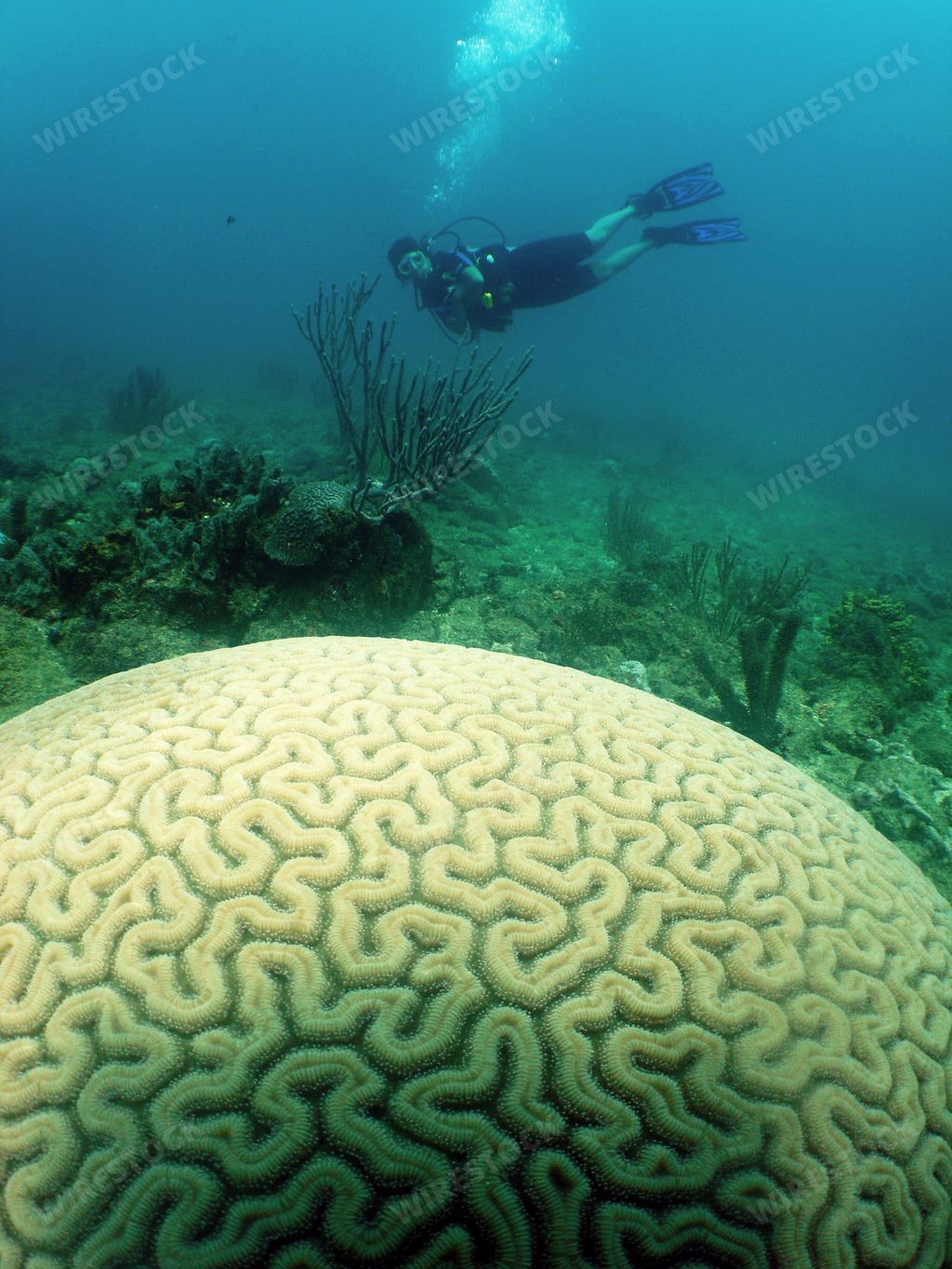 A vertical shot of a diver with a brain-shaped coral in the foreground