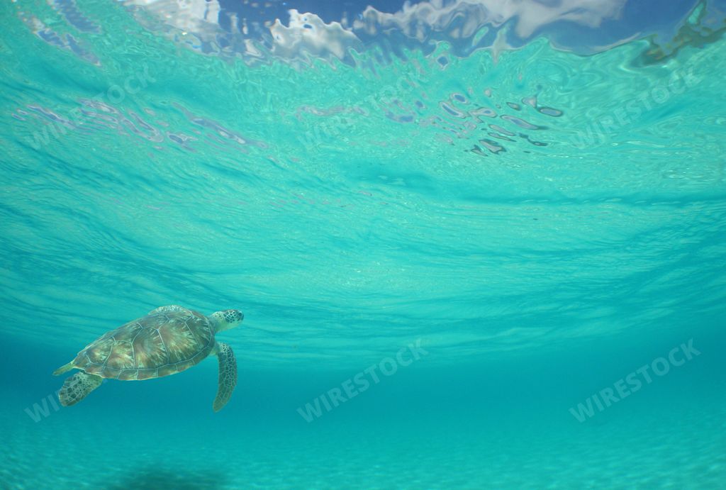A closeup of a Green sea turtle swimming underwater under the sunlight through the waves