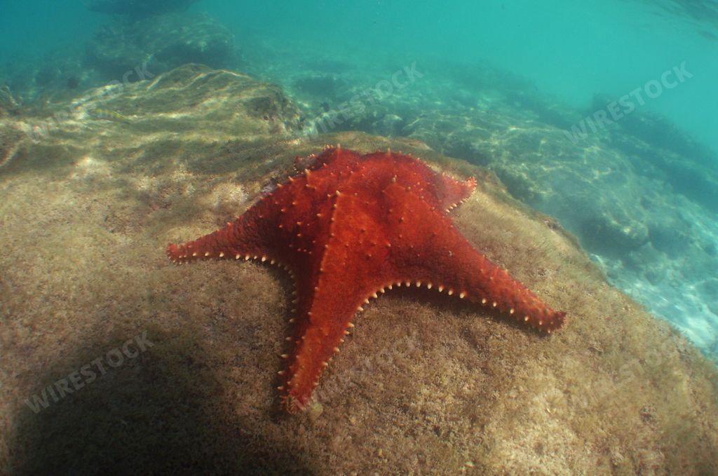 A big, orange starfish on an undersea rock