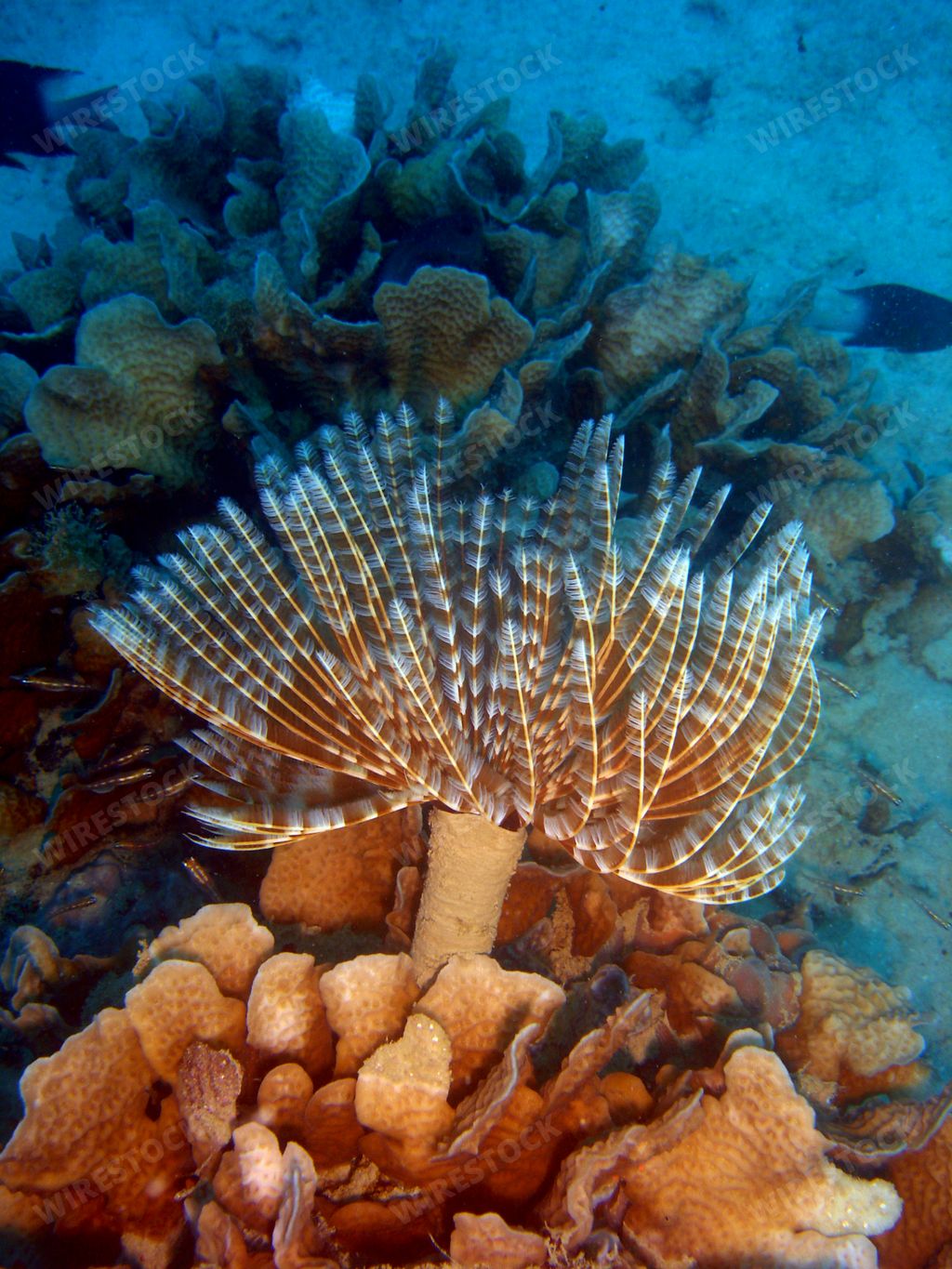 A vertical shot of underwater life with sabellidae marine polychaete tube worm in the foreground