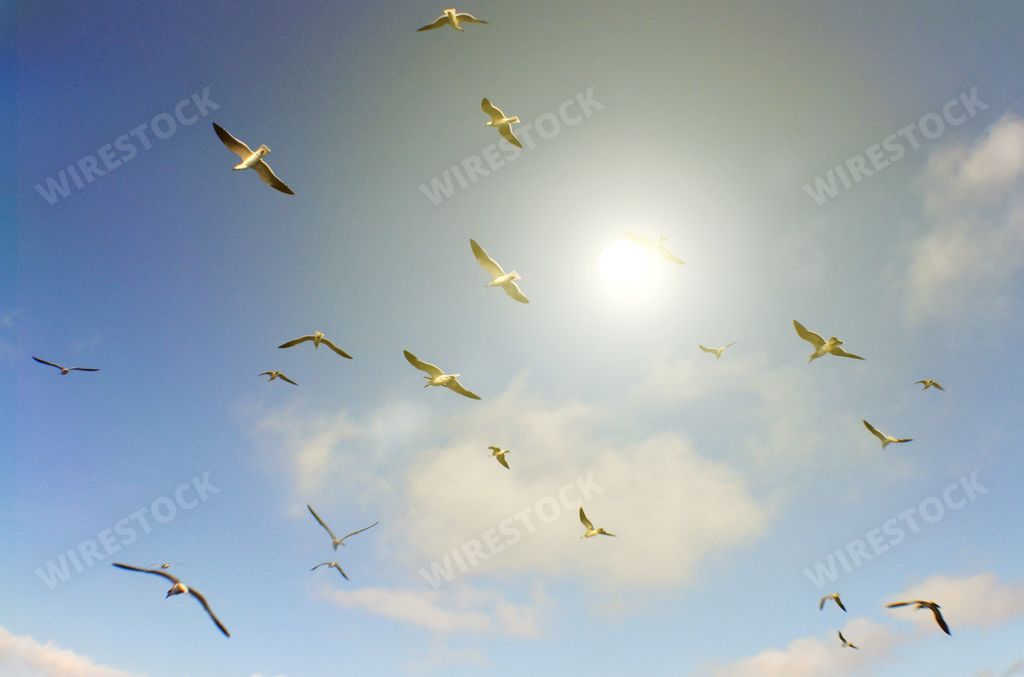 A low angle shot of seagulls flying under sunlight