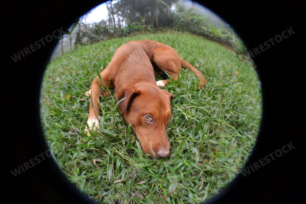 A fisheye of a dog laying on the grass