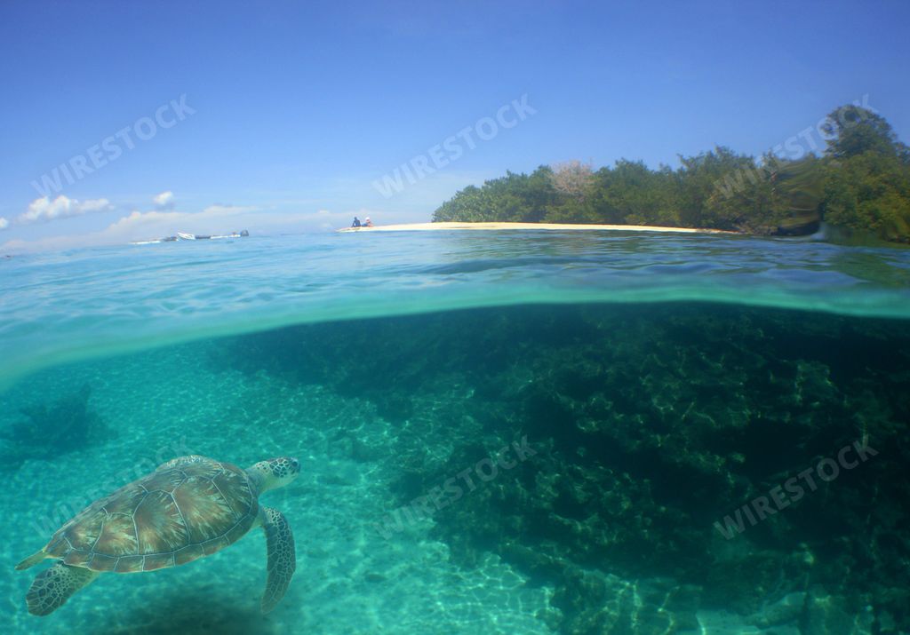 A beautiful view of the transparent ocean with a swimming turtle underneath