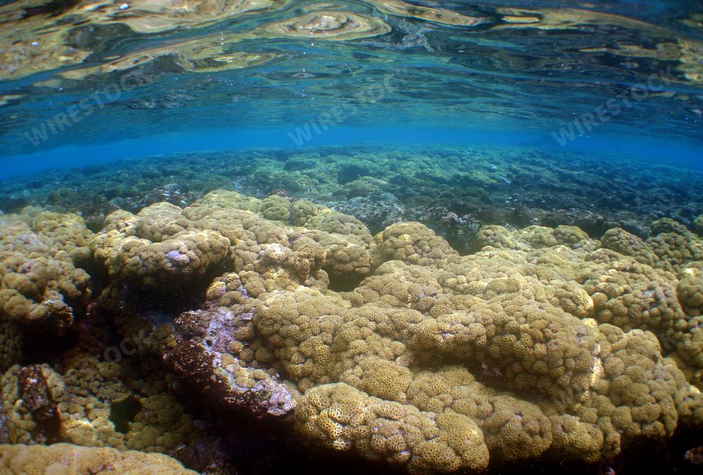 A closeup of the reef underwater under the lights with a blurry background