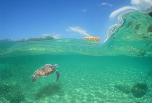 Turtle swimming in transparent sea water Stock photo | Wirestock