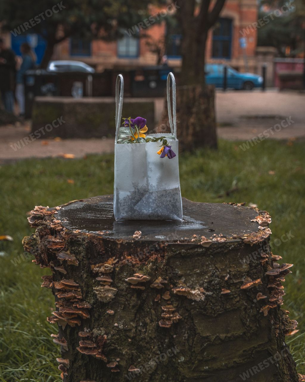 A wet paper bag with flower plants set on a tree stump captured after rain in an urban area