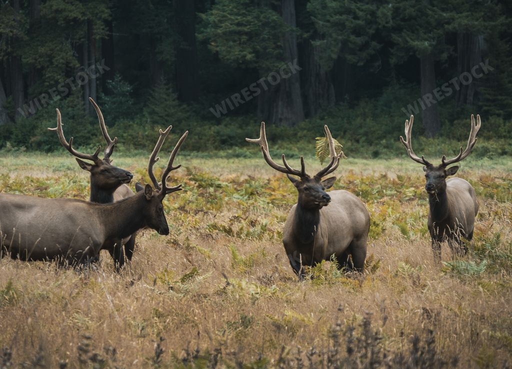A wide shot of dark brown deer in a grass field surrounded by trees in a forest