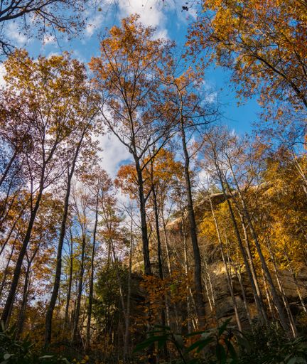 Vertical shot of tall trees with leaves in fall colors in the forest ...
