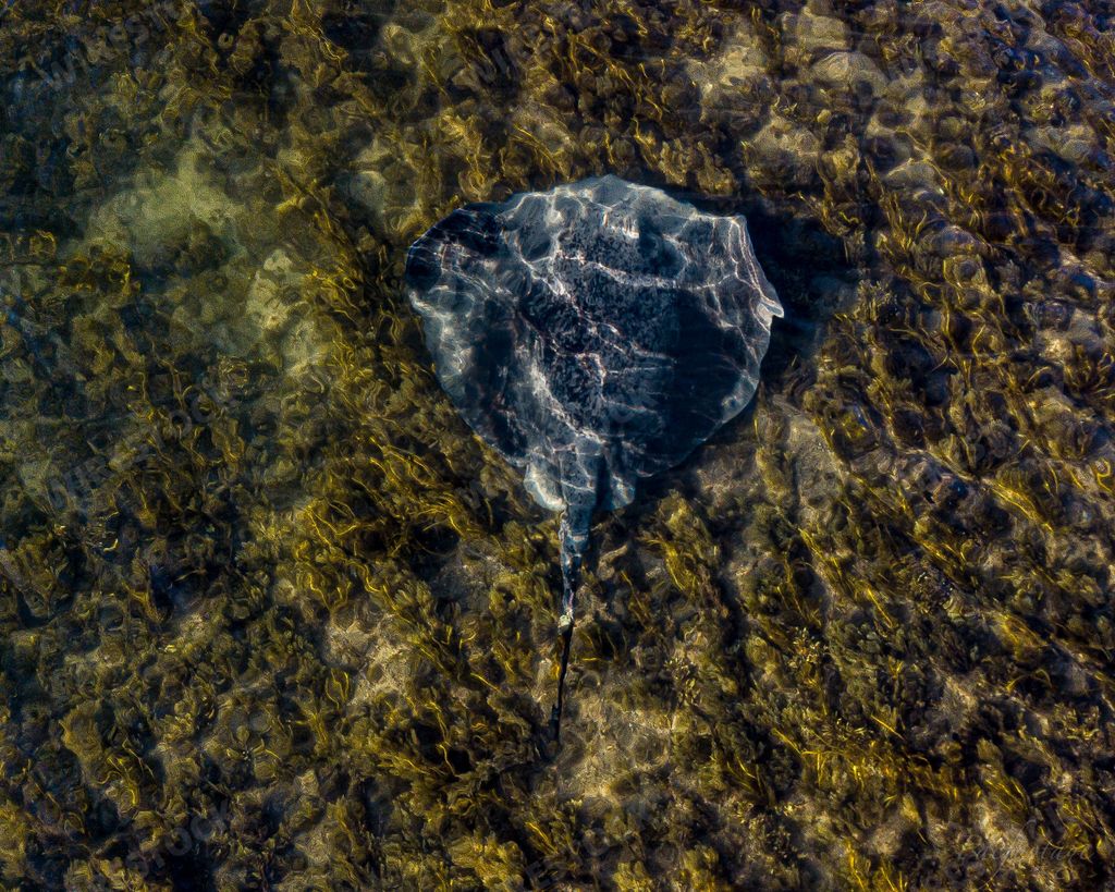 A wonderful top view of lonely stingray fish swimming underwater along the safety beach