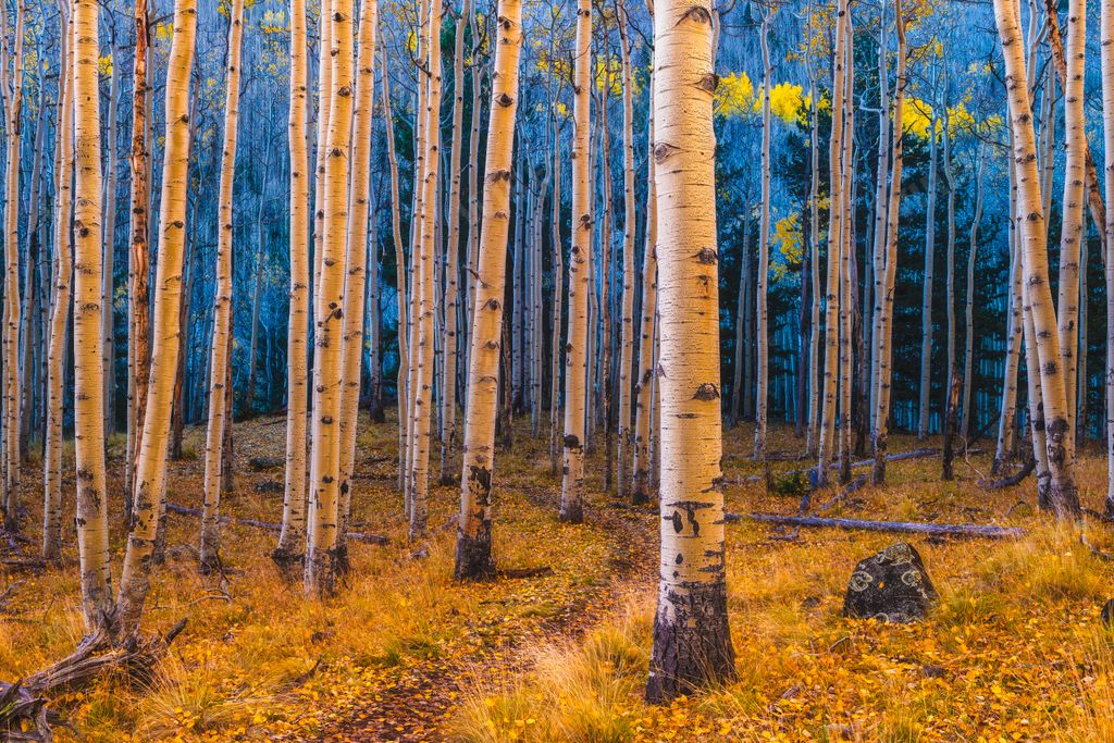 A serene autumn forest with birch trees. Lockett Meadow, Arizona