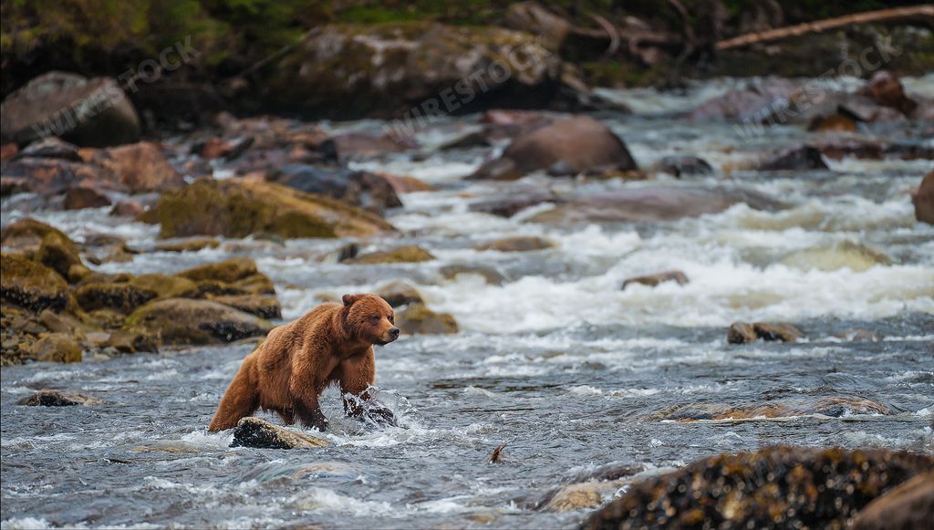 A shot of a cute bear trying to drink water from the river