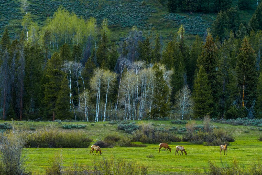 A shot of a beautiful forest with high trees and with adorable horses grazing in the green field