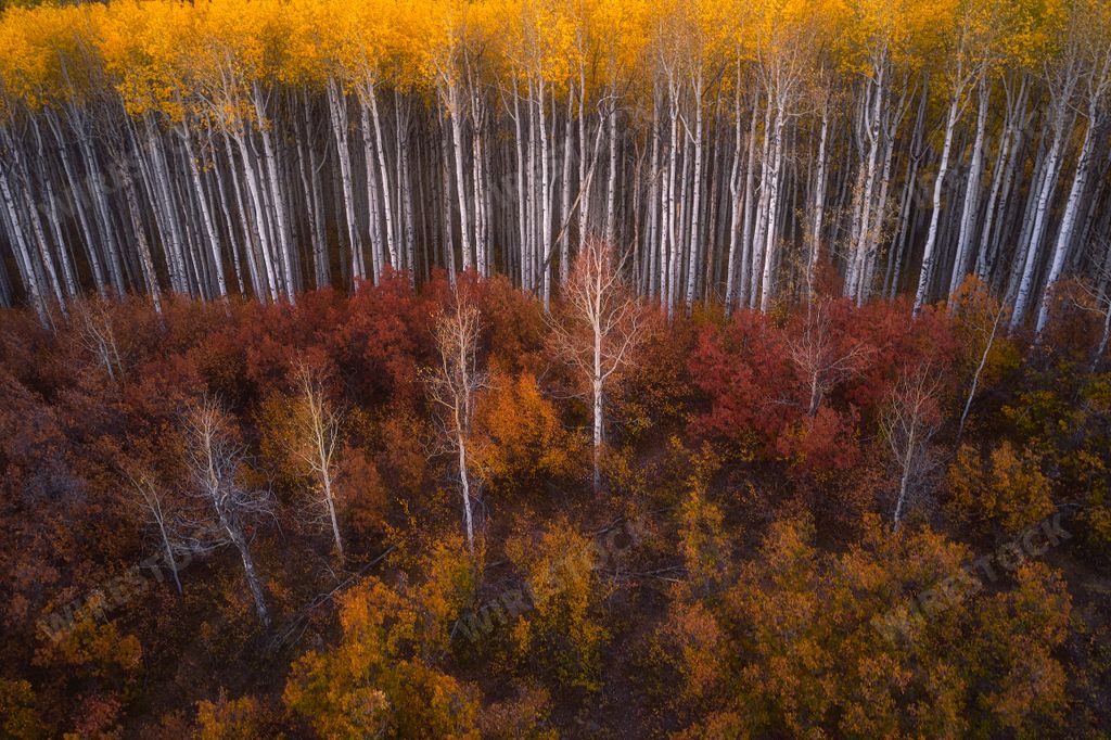 A stunning aerial view of an autumnal landscape featuring an abundance of vibrant trees with their changing colors, set against a bright blue sky
