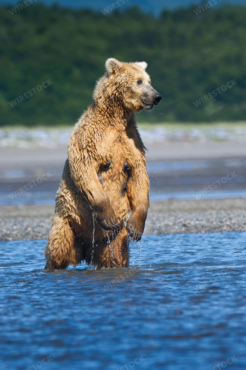 A large grizzly bear standing in water, gazing to the side