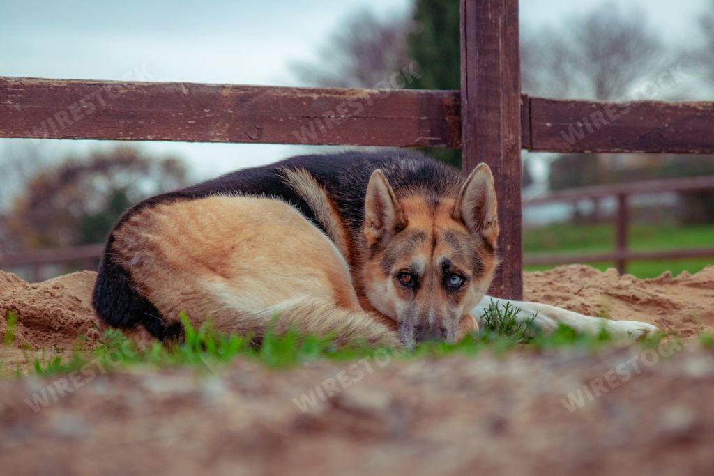 A german shepherd dog with heterochromia syndrome lying on the grass