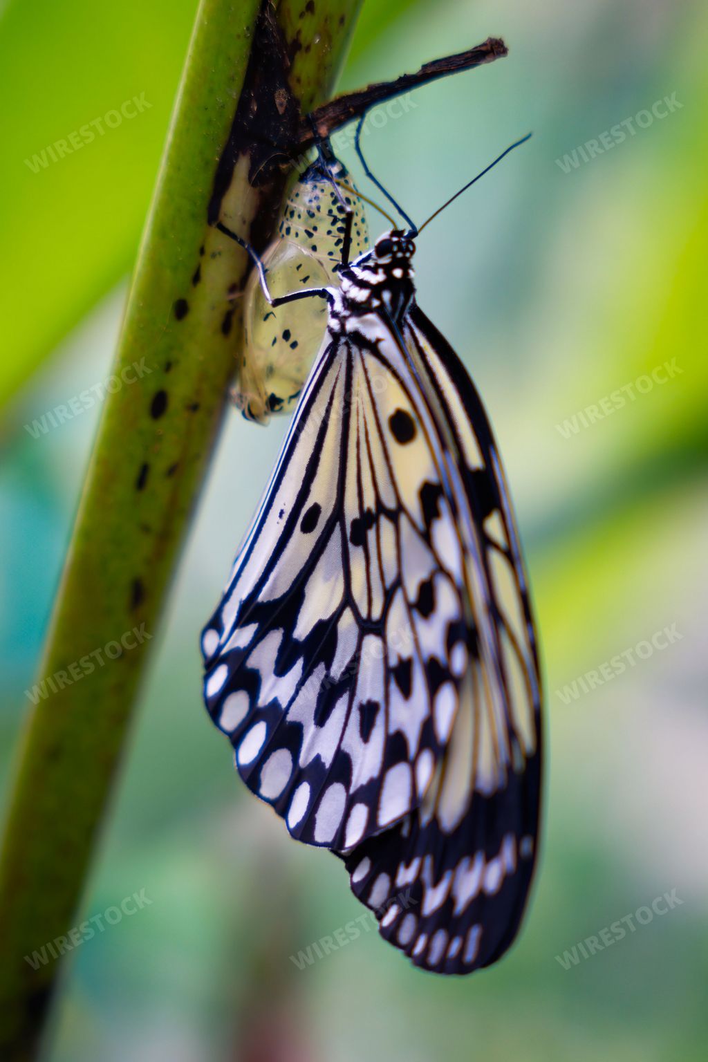 A macro of a beautiful butterfly on a plant at Butterfly Sanctuary, Lazi, Siquijor, Philippines