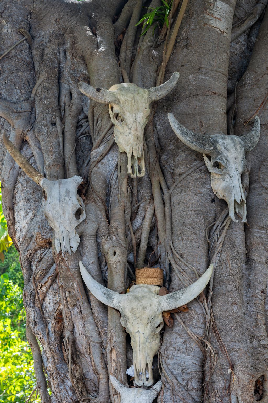 A vertical of animal skulls on a tree trunk in Kampung Adat Praiyawang, Sumba Island, Indonesia