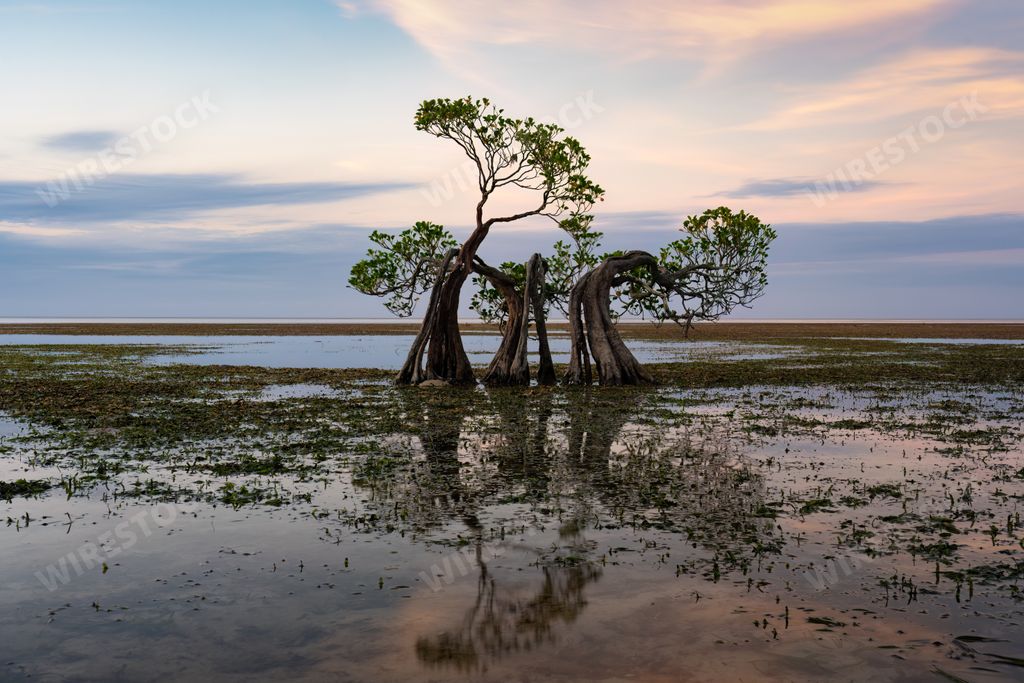 Vibrant mangrove trees swaying gracefully on Sumba Island, Indonesia