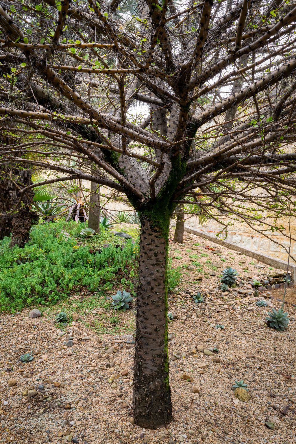 A vertical of a silk floss tree in the Ethnobotanical Garden of Oaxaca, Mexico.