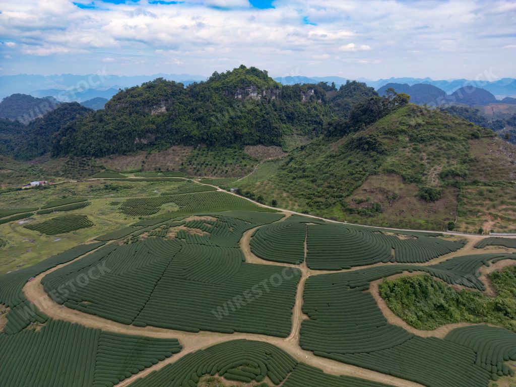 An aerial view of a tea plantation in Vietnam's Moc Chau region.