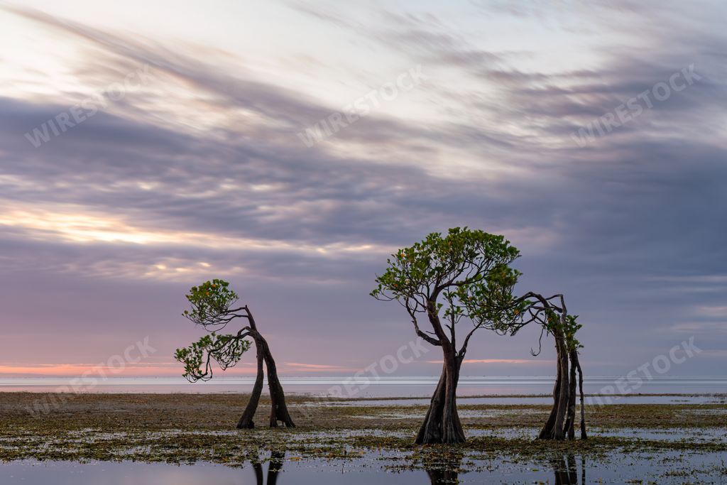 Vibrant mangrove trees swaying gracefully on Sumba Island, Indonesia